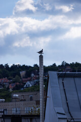 Fototapeta premium Seagull perches atop weathered utility pole. Blue sky, white clouds, distant rooftops frame scene. Urban backdrop contrasts with bird's natural height. Soft daylight highlights bird's calm posture