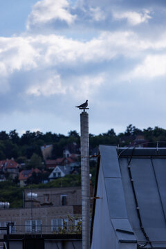 Seagull perches atop weathered utility pole. Blue sky, white clouds, distant rooftops frame scene. Urban backdrop contrasts with bird's natural height. Soft daylight highlights bird's calm posture