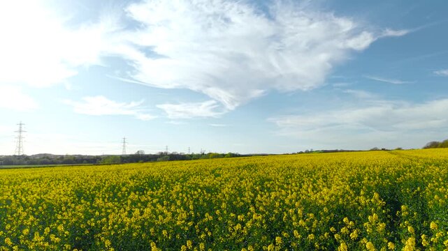 Expansive blooming rapeseed plantation with electricity pylons and rural terrain in background. Countryside agriculture scene connecting farming industry with energy infrastructure and green economy
