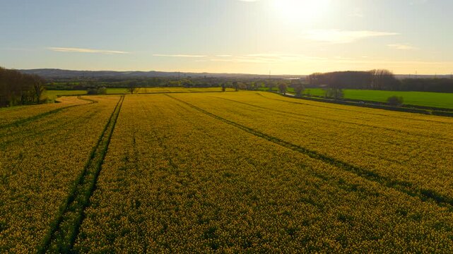 Blooming rapeseed field at sunset with tractor tracks across countryside farmland. Aerial agriculture landscape for agronomy, sustainable farming, biofuel production. Golden canola fields forming