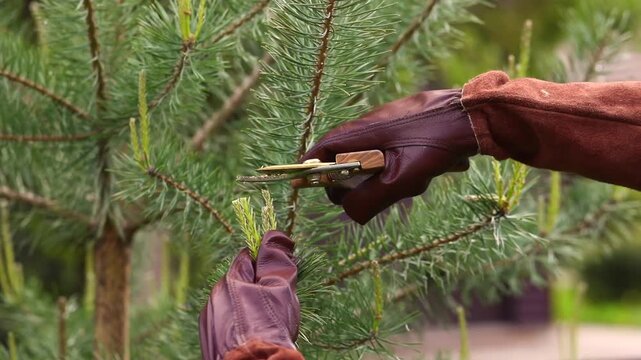 Pruning and shaping pine trees with pruning shears, hands in gloves pruning green pine branches.