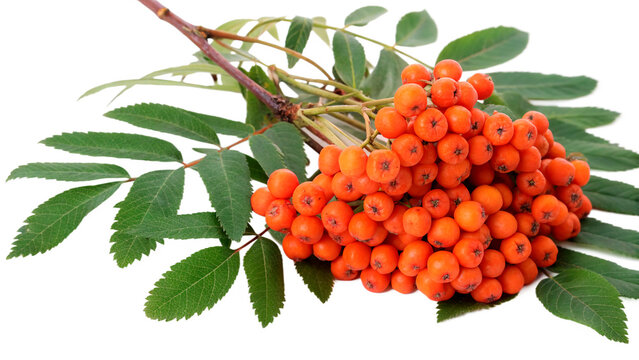 Bright orange mountain ash rowan berries cluster with green leaves isolated on transparent background