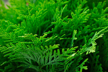 Extreme closeup of lush green evergreen thuja branches. Detailed natural texture of coniferous plant foliage. © miss LEMON