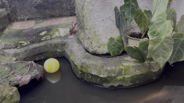 Yellow ball floats in mossy, quiet pond