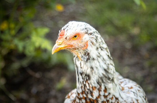 Huhn