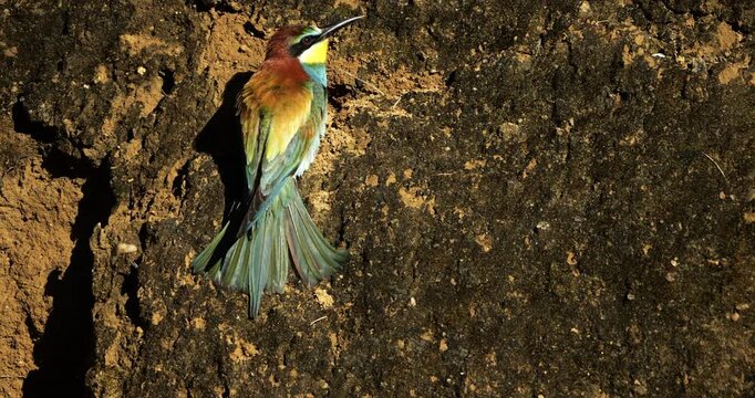 couple European bee eaters (Merops apiaster), perched on a sand cliff. The Camargue, Southern France.