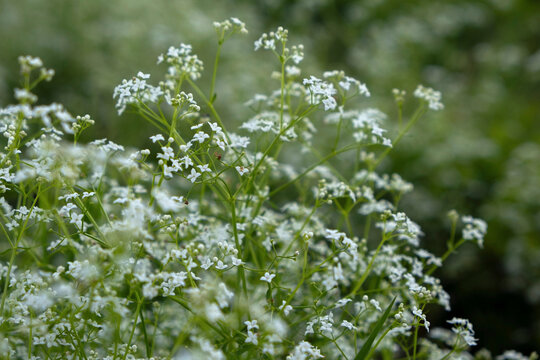 Close up of delicate white marsh bedstraw flowers blooming in a meadow