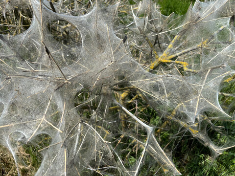 Gespinstmotte breitet sich aus