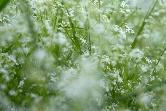 Soft focus view of blooming marsh bedstraw wildflowers in a meadow