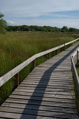 Obraz premium Wooden boardwalk path leading through a green marshland nature reserve
