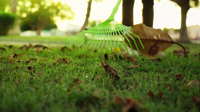 Low angle view of person raking dry autumn leaves from green lawn in park with rake on sunny fall afternoon, showing seasonal yard work, outdoor maintenance, and autumn nature scene.