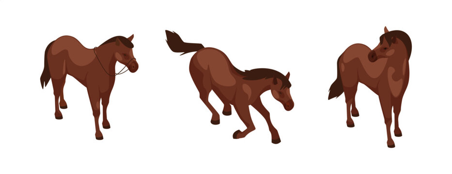 Horses with reins in motion. Vector isolated steeds standing and galloping. Equestrian activity, natural movement and anatomy. Isometric mares or colts set. Animals with muscles for race