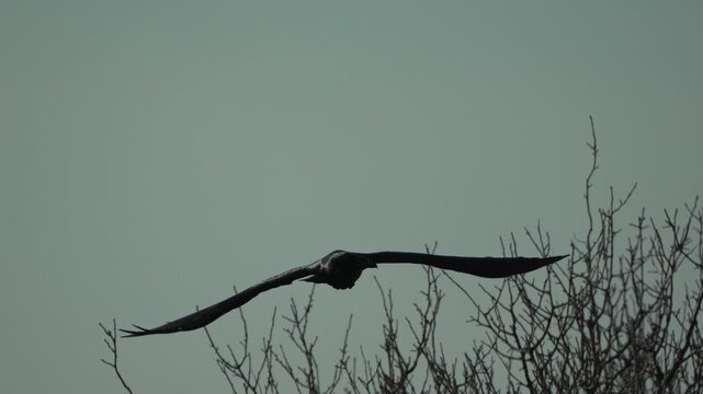 Raven flying silhouette against dark blue sky, large black bird soaring over bare winter trees