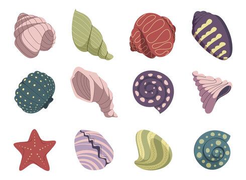 Shell and starfish elements with different marine shapes. Underwater spiral seashell and conch, scallop and clam, oyster and sea star icons. Vector beach and ocean creatures collection