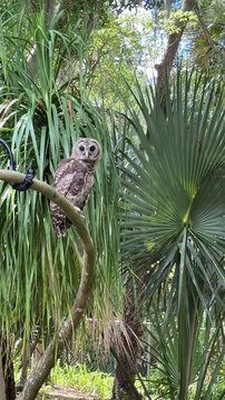 Barred Owl perched on a branch in a tropical garden surrounded by palm trees during a sunny day