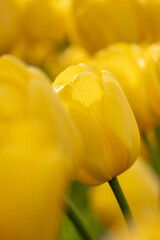 Obraz premium blooming yellow tulips in garden, macro photography of flower petals, tulips for sale in flower shops, florist. bouquet as gift. delicate petals tulips. wedding decor