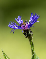 Eine Biene sucht nach Nektar auf einer Blume © Stefan Werner