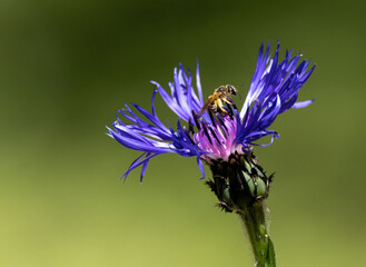 Eine Biene sucht nach Nahrung auf einer Blume © Stefan Werner