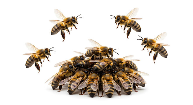 A swarm of bees flies around a cluster of bees on the ground.