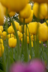 Fototapeta premium fields of blooming multicolored tulips in garden, macro photography of flower petals, tulips for sale in flower shops, florist. bouquet gift. delicate petals of purple tulips. wedding decor.