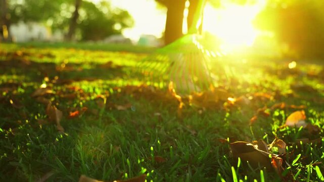 Community service worker cleaning public park by raking autumn leaves, helping maintain green urban spaces and improving city environment.
