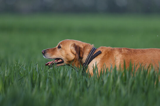 Side view of a happy ginger dog walking through a green grass field