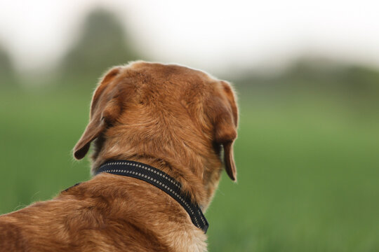 Back view of a ginger dog looking out over a green field