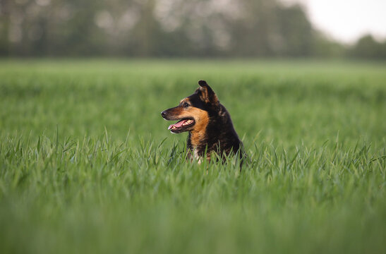 Mixed breed dog sitting in a lush green grass field in spring