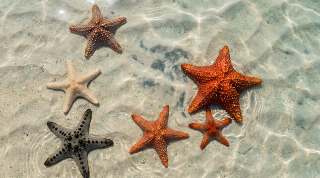 Colorful Starfish on Sandy Ocean Floor - Marine Life Collection