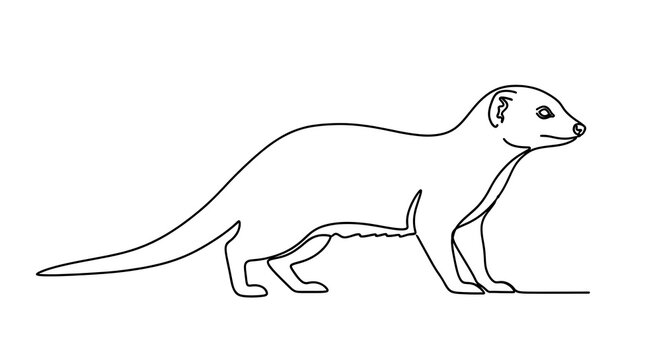 Line drawing of a mongoose