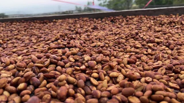 Depulped arabica coffee beans in honey process coffee, the beans undergo slow drying under shelter in Indonesia highland