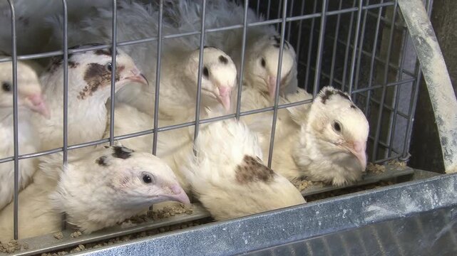 Poultry farming. A farm specializing in the production of quail eggs. Quail eggs are a healthy food.