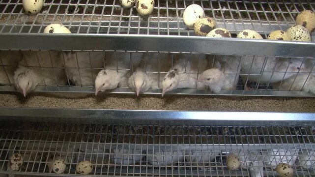 Poultry farming. A farm specializing in the production of quail eggs. Quail eggs are a healthy food.