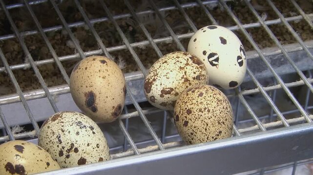 Poultry farming. A farm specializing in the production of quail eggs. Quail eggs are a healthy food.