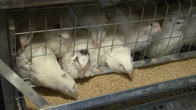 Poultry farming. A farm specializing in the production of quail eggs. Quail eggs are a healthy food.