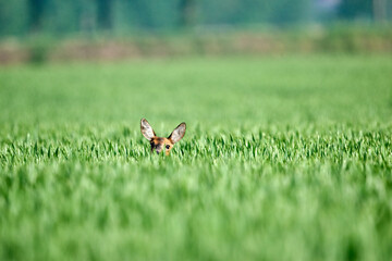 roe deer in the wheat © Duvekot Fotografie