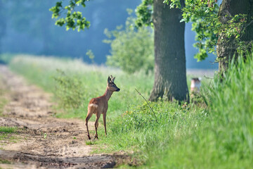 roe deer buck in the morning © Duvekot Fotografie