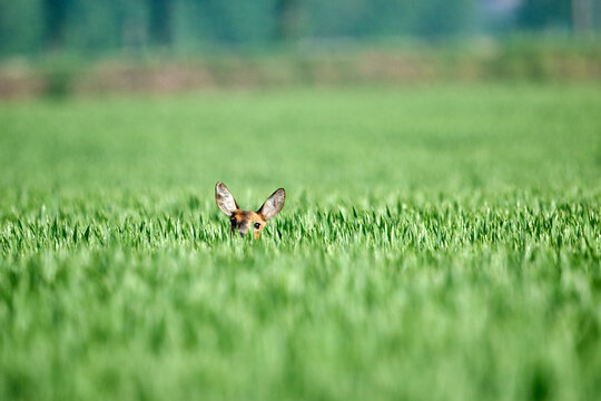 roe deer in the wheat