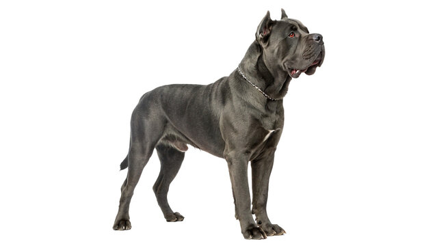 Full length profile view of muscular grey cane corso dog isolated on transparent background cut out