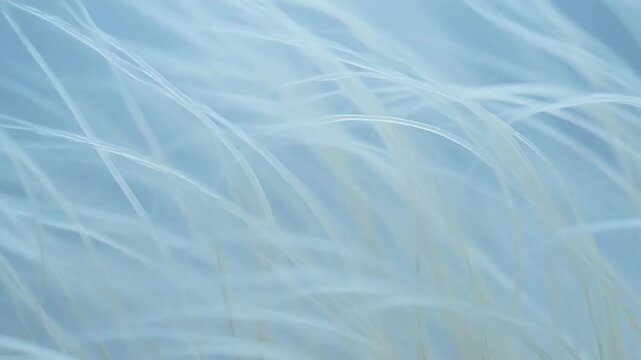 Closeup of delicate white fibers