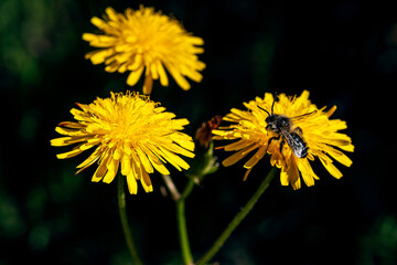Camarroja (Crepis vesicaria) © ABUELO RAMIRO