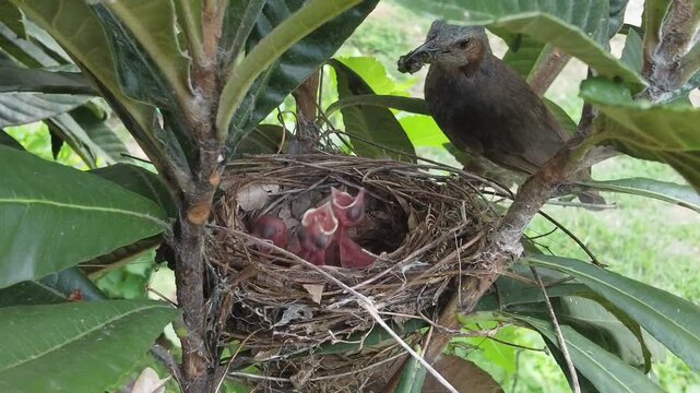 口を開ける雛たちに餌をやるヒヨドリの親鳥 野生鳥類の子育て