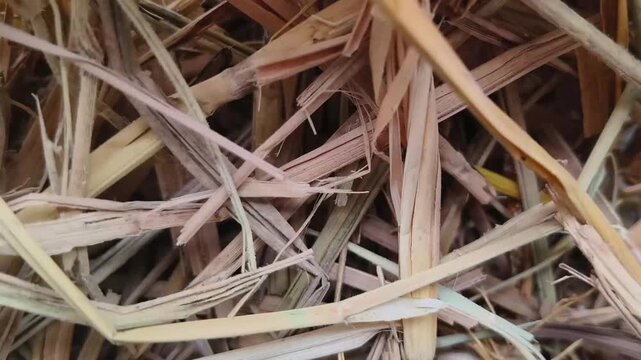 dry hay straw or haystack pattern abstract background texture for graphic design. Pile of long natural hay sticks dried livestock feed closeup top view. Stop motion animation loop.