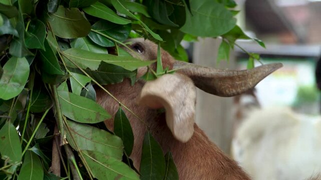 Close up of a brown goat, Capra hircus, eating green leaves from a branch. Sold by the roadside as a Qurban sacrificial animal for Muslim Eid al-Adha in Indonesia, Southeast Asia.