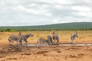 Obraz premium Zebra in Addo Elephant Safari Park