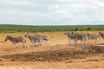 Obraz premium Zebra in Addo Elephant Safari Park