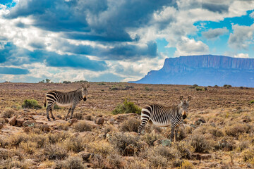 Obraz premium Mountain Zebra grazing in Karoo game reserve