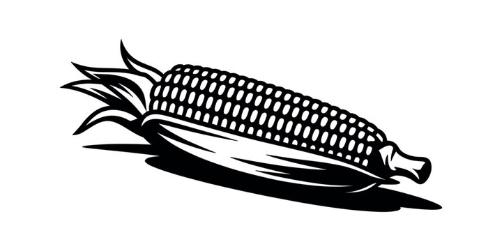 Black and white of an ear of corn food vegetable  in white background