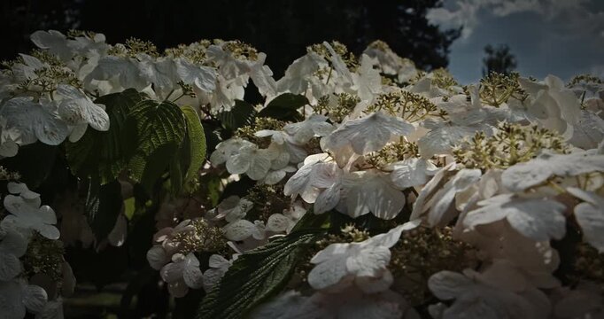 Elegant White Flower Cluster With Greenery Background