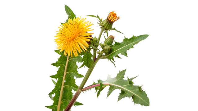 field sow thistle sonchus arvensis prickly jagg with bud and green leaves isolated on transparent background